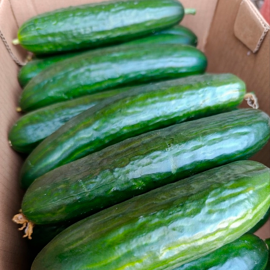 Огурец гладкий