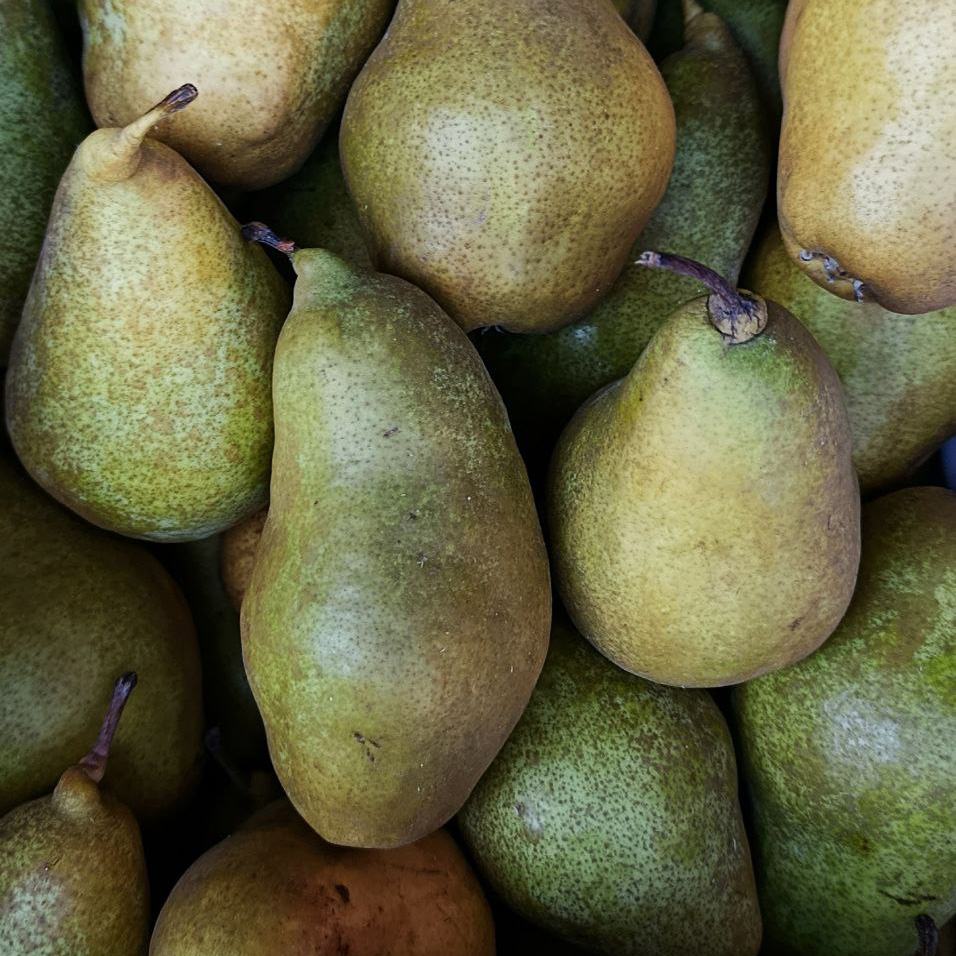 Груша Ксения