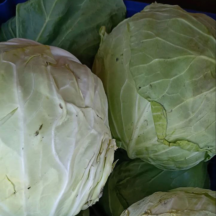 Капуста молодая