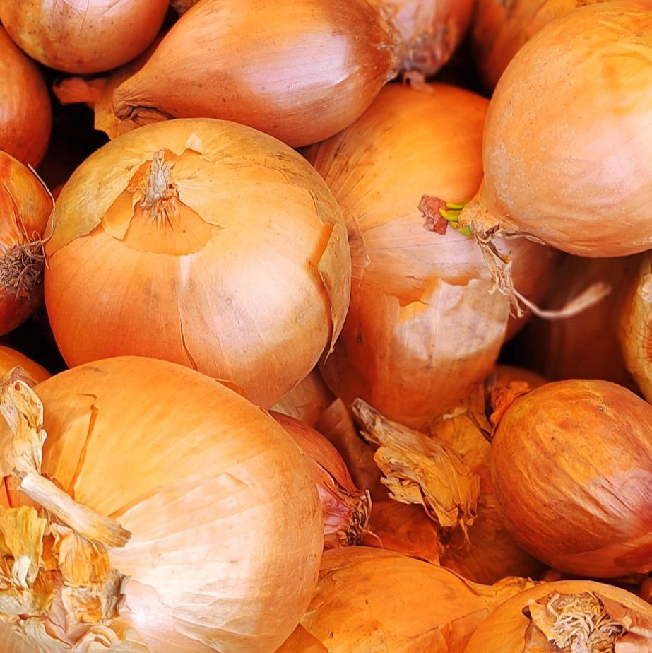 Лук репчатый