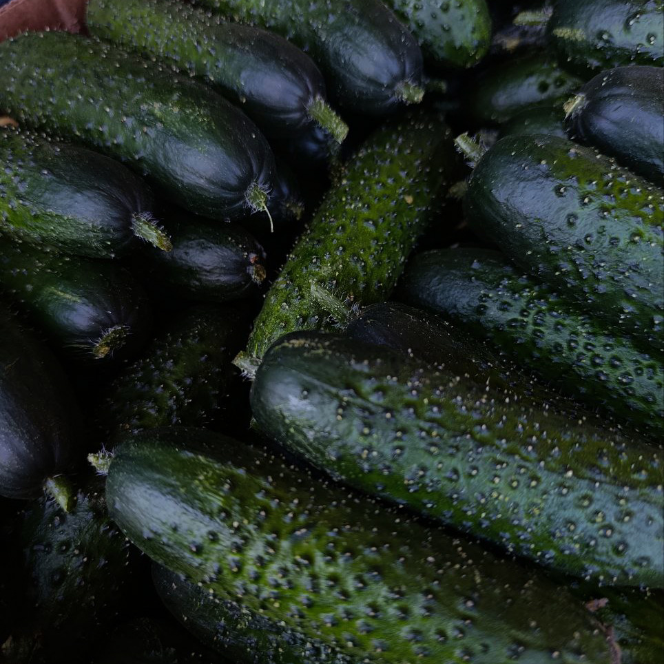 Огурец колючий