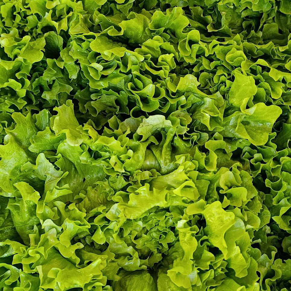 Джентиль салат