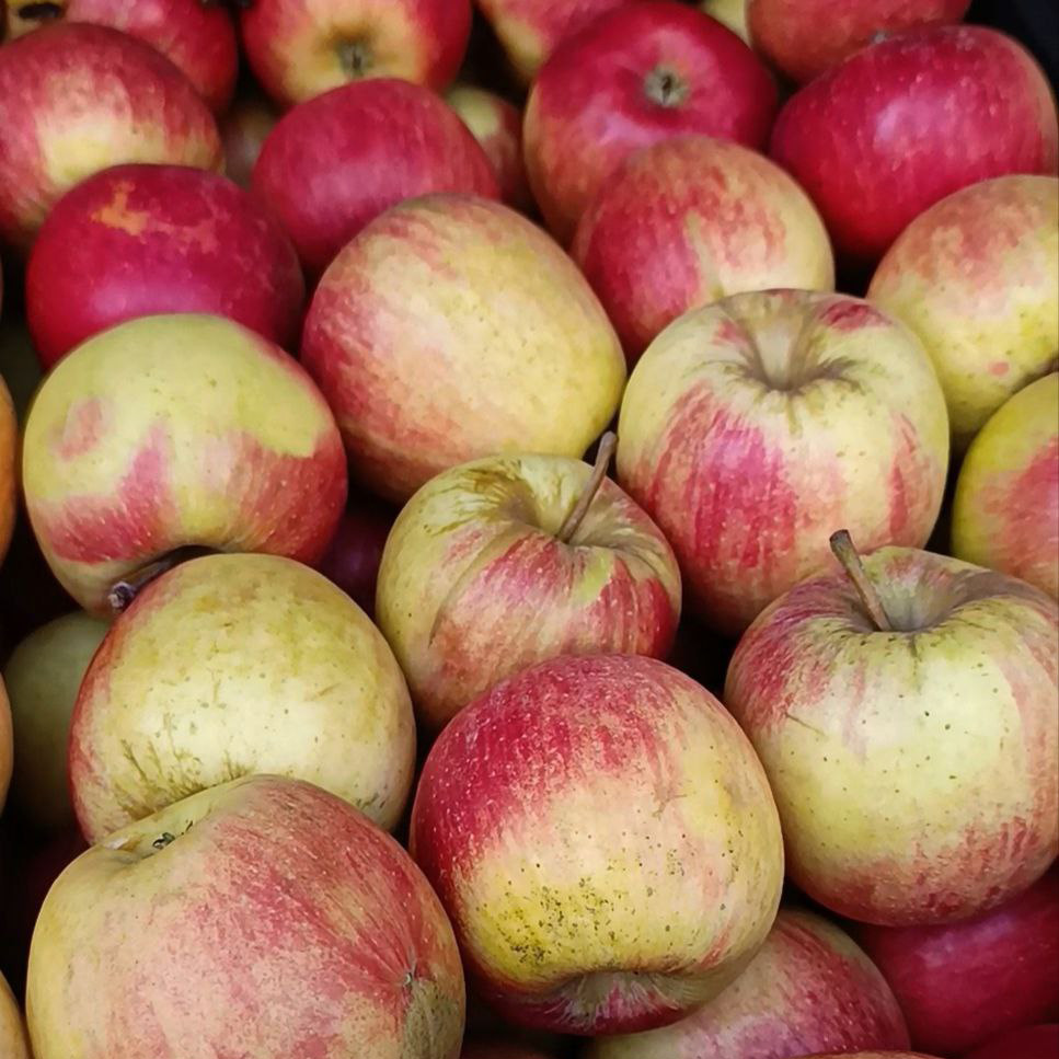 Яблоко Чемпион