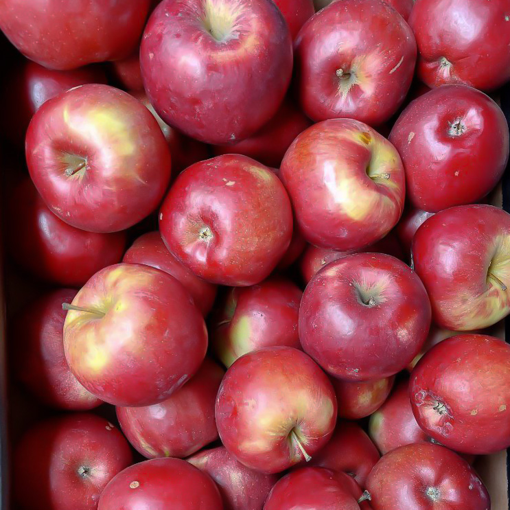 Яблоко Лиголь