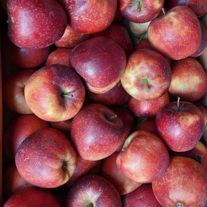 Яблоко Черный принц